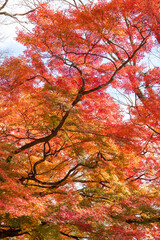 Autumn leaves of red color maple tree, fall season change