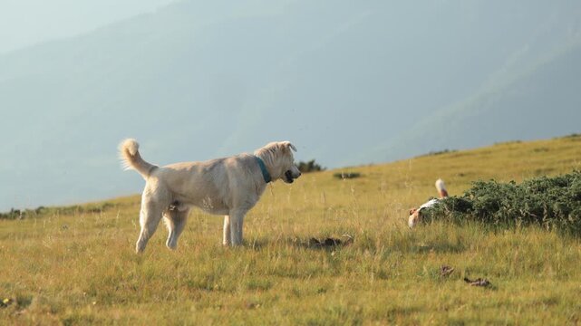 A white dog lowers its head to sniff the grass in a sunlit meadow. Captured in 4K, the scene shows instinct and environment awareness.