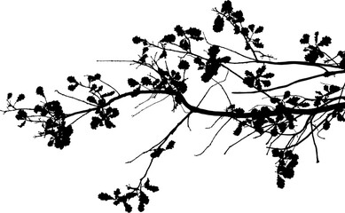 Vector illustration of natural oak tree branch with leaves