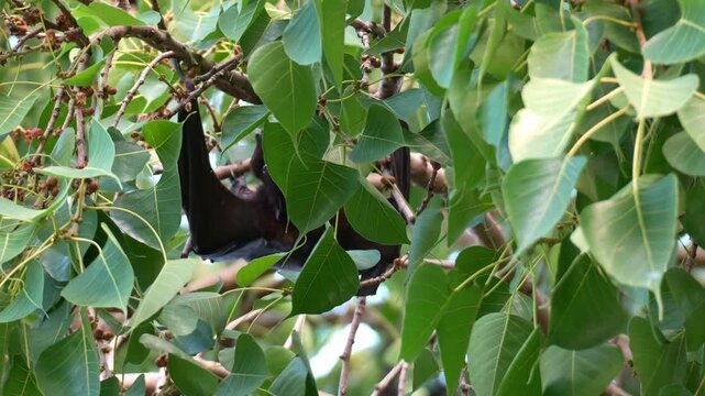 A flying fox clambers through the dense foliage, feeding on the ripe fruits, close up shot.