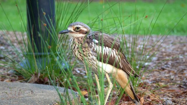 A Bush stone-curlew (Burhinus grallarius), standing still in an urban park, its cryptic plumage blending seamlessly into the surroundings, close up shot.