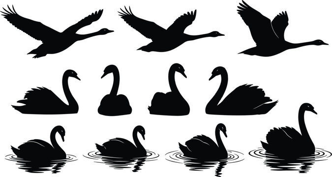 Swan, silhouette, bird, flying, swimming, floating, water, ripple, nature, graceful, posture, black, white, vector, flat, collection, illustration, cad drawing flat vector illustration