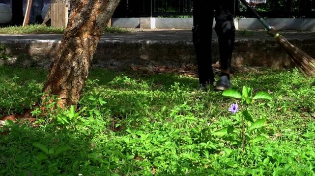 Middle-aged man sweeping fallen leaves with a traditional bidi broom in a park garden during the morning. This peaceful scene of routine maintenance is ideal for background footage.