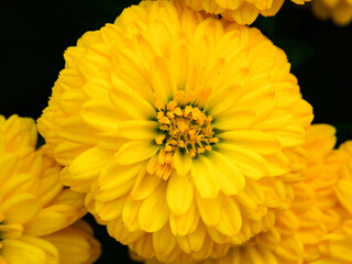 yellow chrysanthemum flower blossom