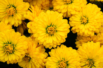 yellow chrysanthemum flower blossom