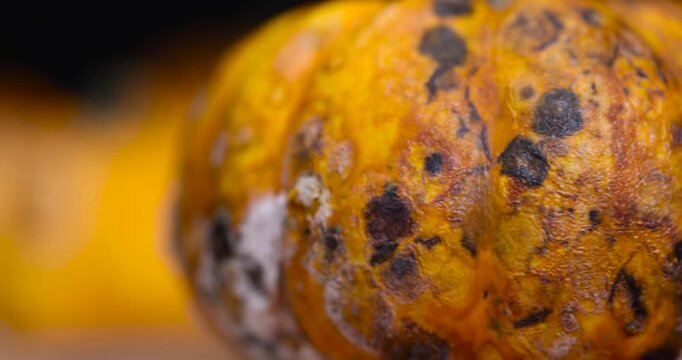 small yellow pumpkins completely covered with harmful dangerous mold, spoiled pumpkins that have begun to rot and covered with mold