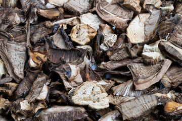 Forest fungi on bark surface, Cracked cap mushrooms captured in natural woodland ambiance, Earthtoned forest fungi with textured gills and wrinkled caps on wooden bark