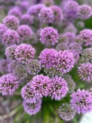 Obraz premium Purple flowers in bloom