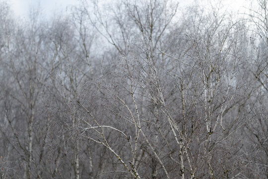 Frozen woodland with resilient branches, Serene winter woods showcase resilience and quietness, Birch groves in winter exhibit peaceful isolation and natural endurance