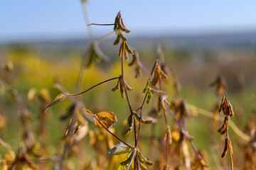 Calm dusk featuring vibrant colors and gentle light over farmland, Peaceful sunset casting warm...