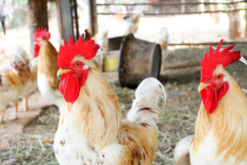 Roosters with Bright Red Combs on a Farm