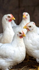 Fototapeta premium Close-up of several white chickens in a coop with yellow beaks