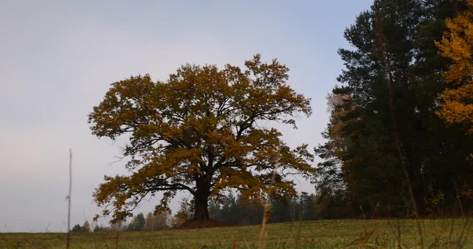 a lone oak tree growing next to the woods in the autumn season on a foggy morning, one oak with orange rusty foliage against a gray dreary sky
