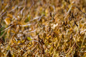 Dry soybean pods and tangled stems, macrolike detail of pod texture and brittle leaves, warm backlight creating crisp shadows, sustainability narrative with field inspection role
