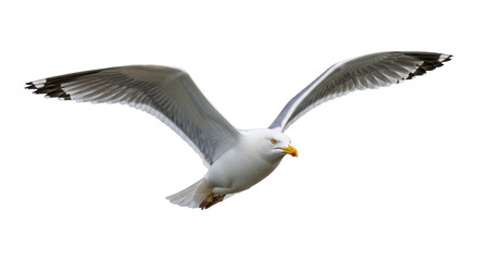 Fototapeta premium A majestic seagull glides through the air with wings outstretched against isolated on transparent background