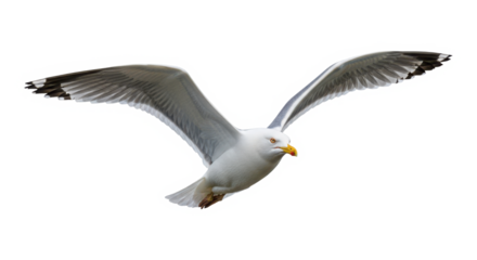 A majestic seagull glides through the air with wings outstretched against isolated on transparent background