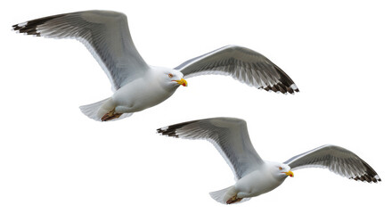 A pair of seagulls captured mid-flight with wings fully spread against isolated on transparent background