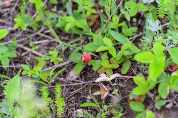 A Wild Red Berry is Beautifully Surrounded by Lush Green Foliage in Natures Embrace