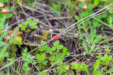 Exploration of Wild Strawberry Plants in Their Natural Habitat in the Countryside and Forest
