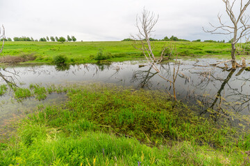 A Serene Wetland Landscape filled with Lush Greenery and Beautiful Reflections on the Water