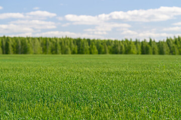 Fototapeta premium A Lush Green Field Stretching Beneath a Sunlit Blue Sky, Complete with Trees in the Background