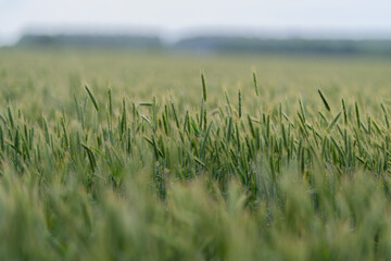 Fototapeta premium A Lush Green Wheat Field Stretching Under the Soft, Gentle Morning Light of Early Daybreak