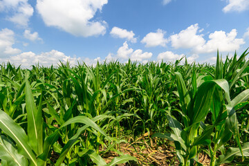 Obraz premium A Beautiful and Absolutely Vibrant Green Cornfield Set Under a Bright and Clear Sky Above