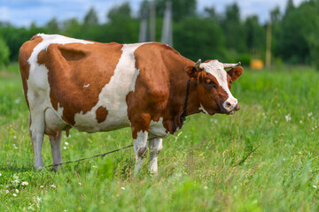 A Peaceful Cow Grazing in a Beautifully Green Pasture Landscape Beneath a Clear Blue Sky
