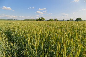 A Vast, Lush Green Field Extending Out Under the Brilliantly Clear and Blue Sky Above