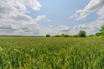 A vast and expansive green wheat field stretches out beneath a bright blue sky above