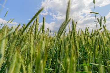 A Beautiful and Lush Green Wheat Field Spreading Out Under the Bright Blue Skies Above