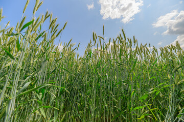 A beautiful lush green field stretches out beneath a vast and cloudy sky overhead