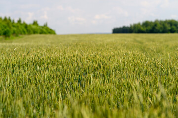 Obraz premium A Beautiful and Vast Wheat Field Stretching Under a Clear Blue Sky on a Sunny Day