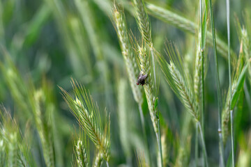 A CloseUp View of Grasses Featuring an Insect in a Beautifully Lush Green Field