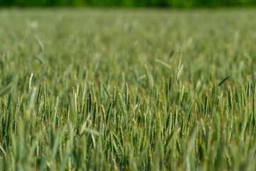 Fototapeta premium A Lush Green Wheat Field Flourishing Harmoniously Under Bright and Sunny Weather Conditions