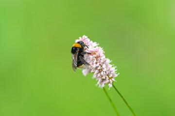 A Bumblebee Busy Pollinating a Beautiful Pink Flower in the Heart of Natures Beauty