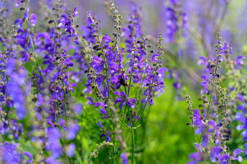 Vibrant Purple Wildflowers Flourishing in Natures Embrace Under the Bright Sunlight