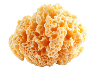 Yellow porous natural sea sponge isolated