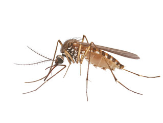 Brown mosquito side view isolated on transparent background