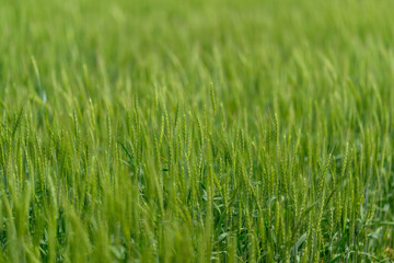 Lush, green wheat fields beautifully spread out under the bright sunlight shining down