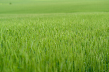 The Lush and Expansive Green Fields of Natures Bounty Gradually Unfold Right Before Our Eyes