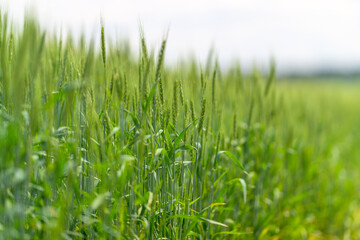 A Lush Green Field of Wheat Plants Located Beneath a Beautiful Cloudy Sky Filled with Nature