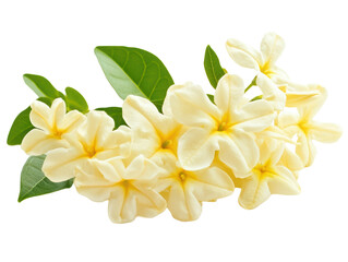 Yellow plumeria flowers with green leaves