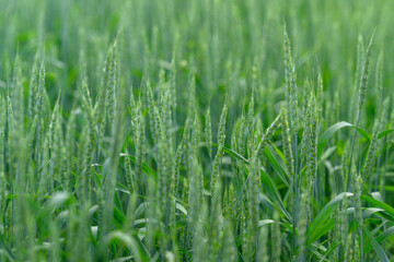 A Vibrant and Lush Green Wheat Field Eagerly Awaiting the Time for Its Harvest to Begin