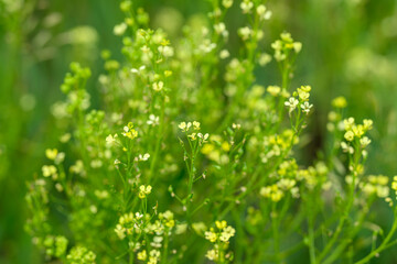 The Delicate Wildflowers Flourishing in a Lush and Vibrant Green Field, Embracing Natures Beauty