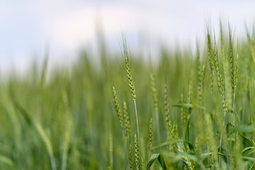 A Beautiful Lush Green Wheat Field Flourishing Under a Soft and Serene Sky Above