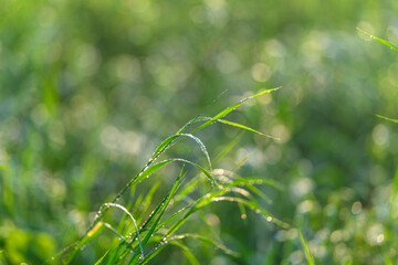 Morning Dew on Lush Green Grass A Refreshing and Invigorating Nature Scene to Enjoy