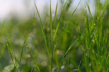 The Morning Dew is Glistening Beautifully on Fresh Green Grass Blades in the Early Sunrise Light