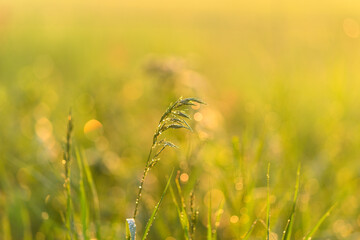 Dewcovered Grass at Sunrise Natures Tranquil and Beautiful Splendor in the Morning Light