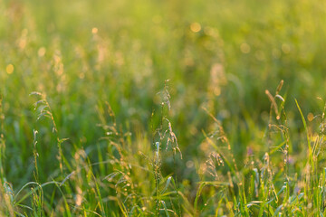 The Lush Green Grass at Sunrise is adorned with Dewdrops Glimmering in the Morning Light